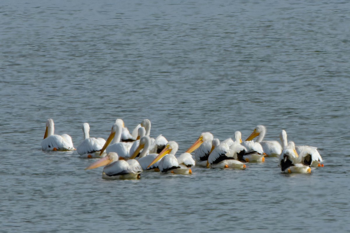 American White Pelican - ML642312086