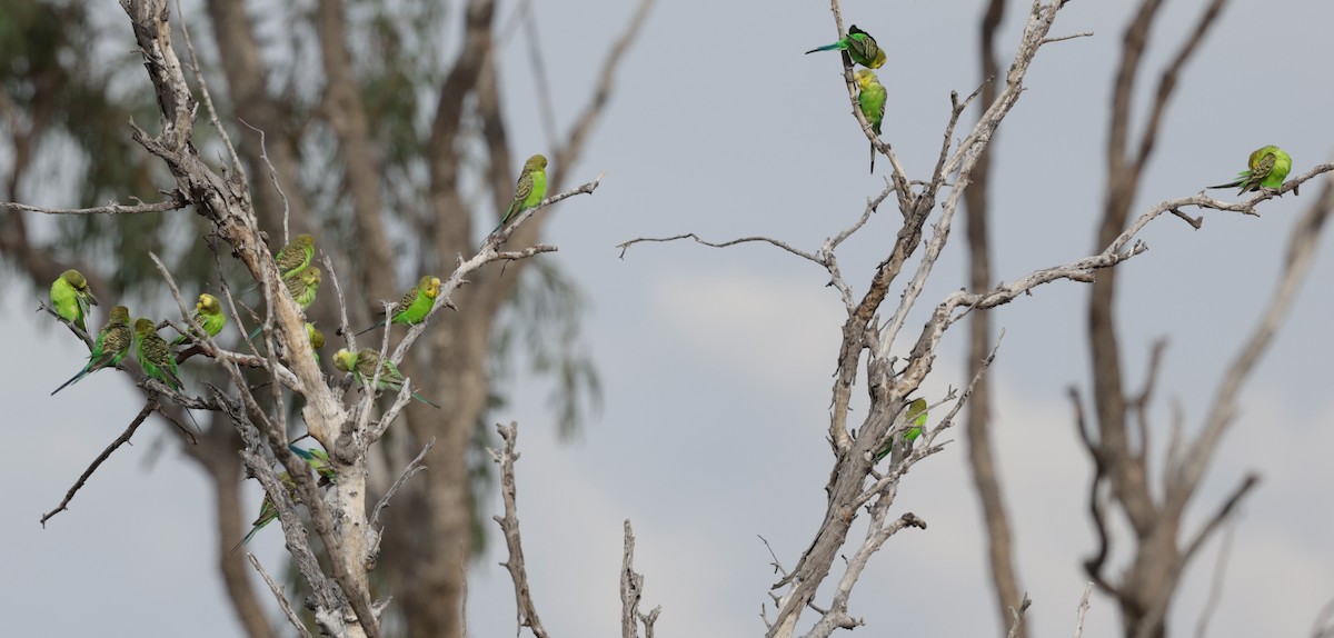 Budgerigar - ML642312091