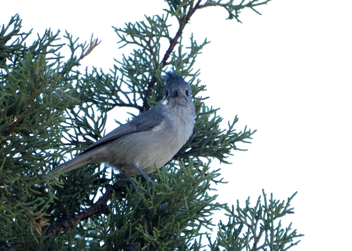 Juniper Titmouse - ML642312095
