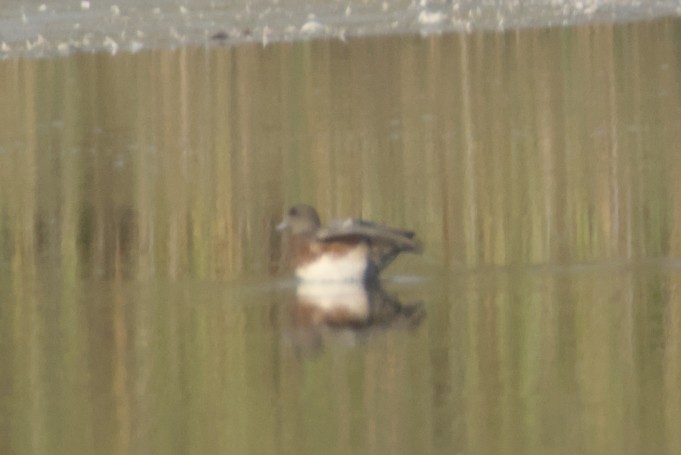 American Wigeon - ML642312110