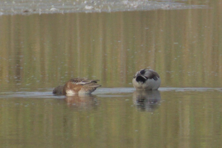 American Wigeon - ML642312111
