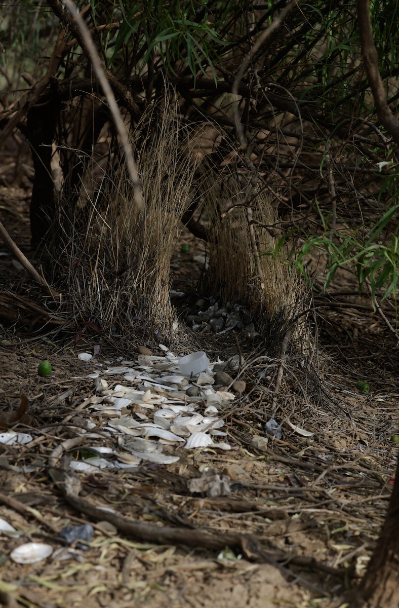Spotted Bowerbird - ML642312113