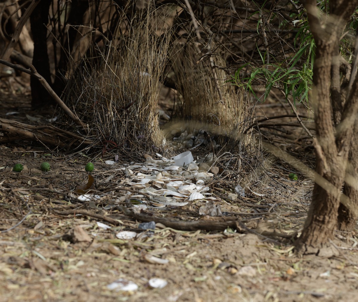 Spotted Bowerbird - ML642312114