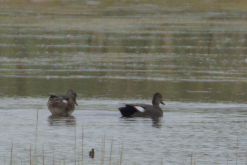 Gadwall - ML642312116