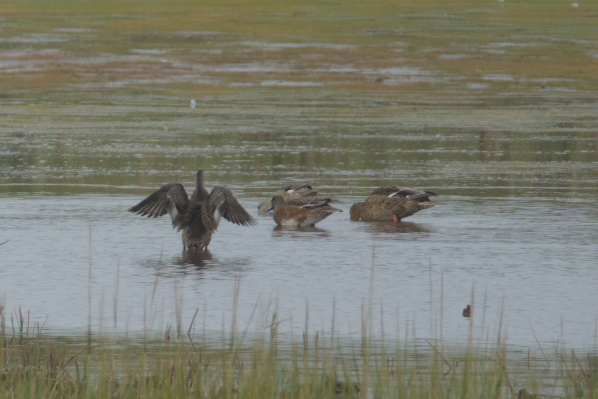 Gadwall - ML642312117