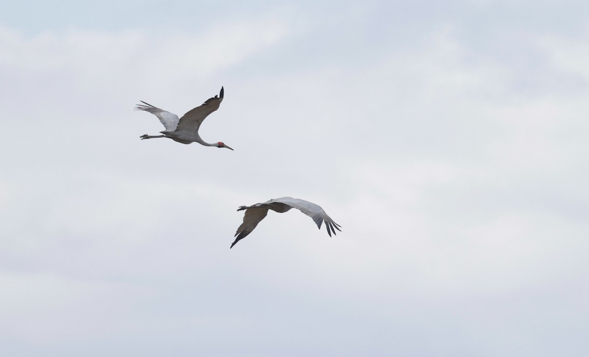 Brolga - ML642312125