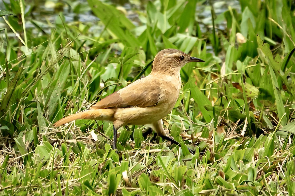 Rufous Hornero - ML642312134