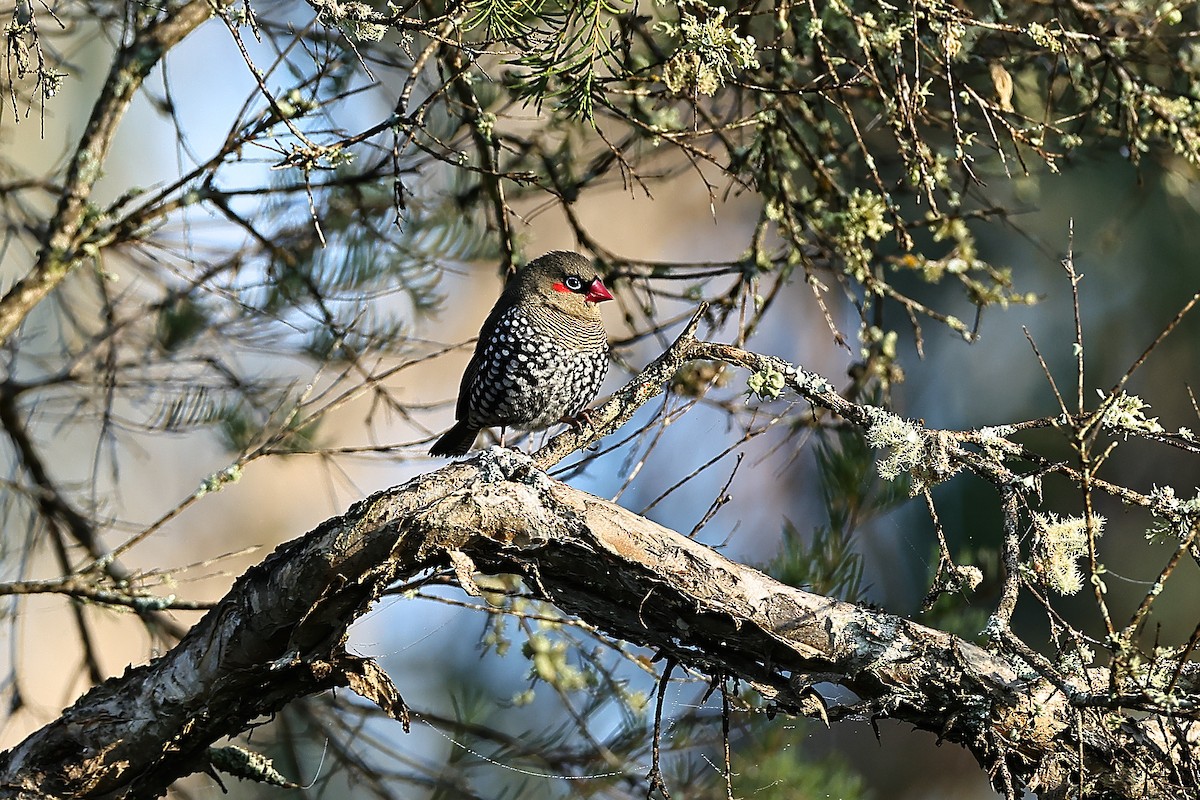 Red-eared Firetail - ML642312136