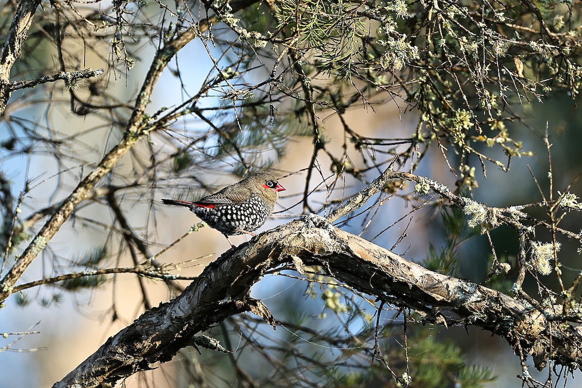 Red-eared Firetail - ML642312137