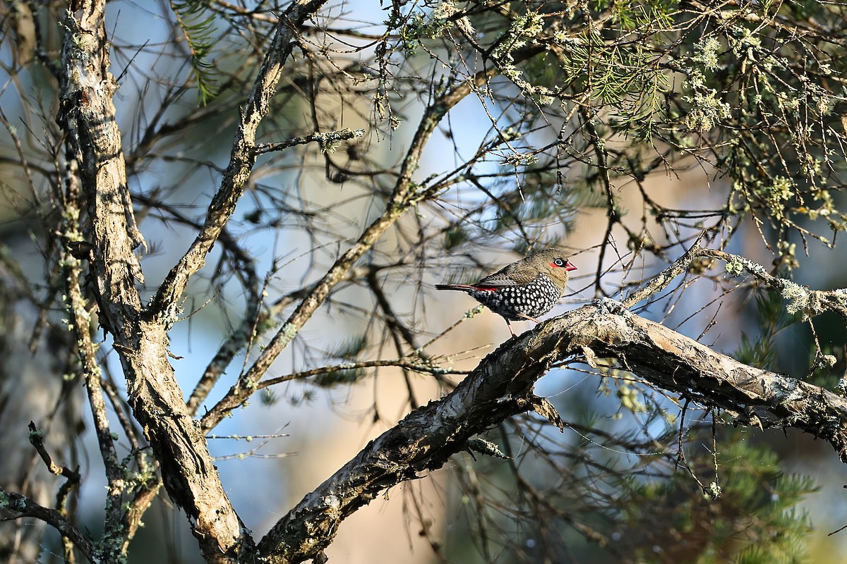 Red-eared Firetail - ML642312139