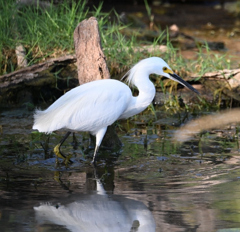 Snowy Egret - ML642312143