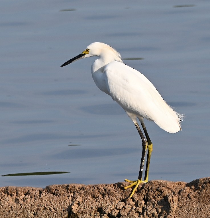 Snowy Egret - ML642312144