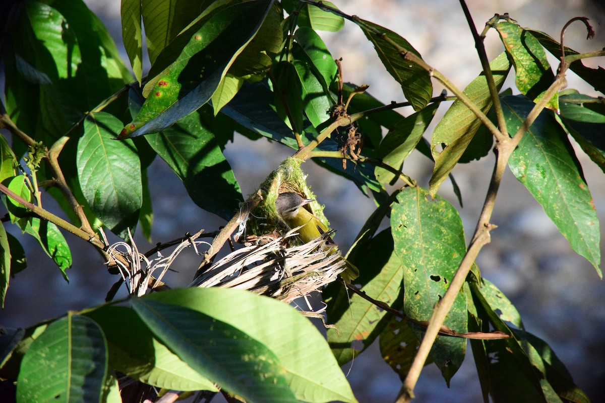 Chivi Vireo - ML642312145