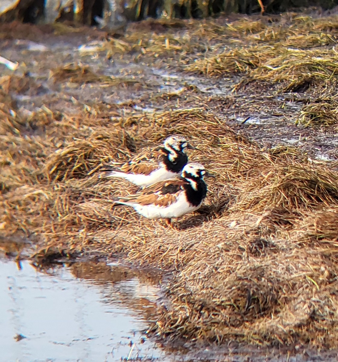 Ruddy Turnstone - ML642312147