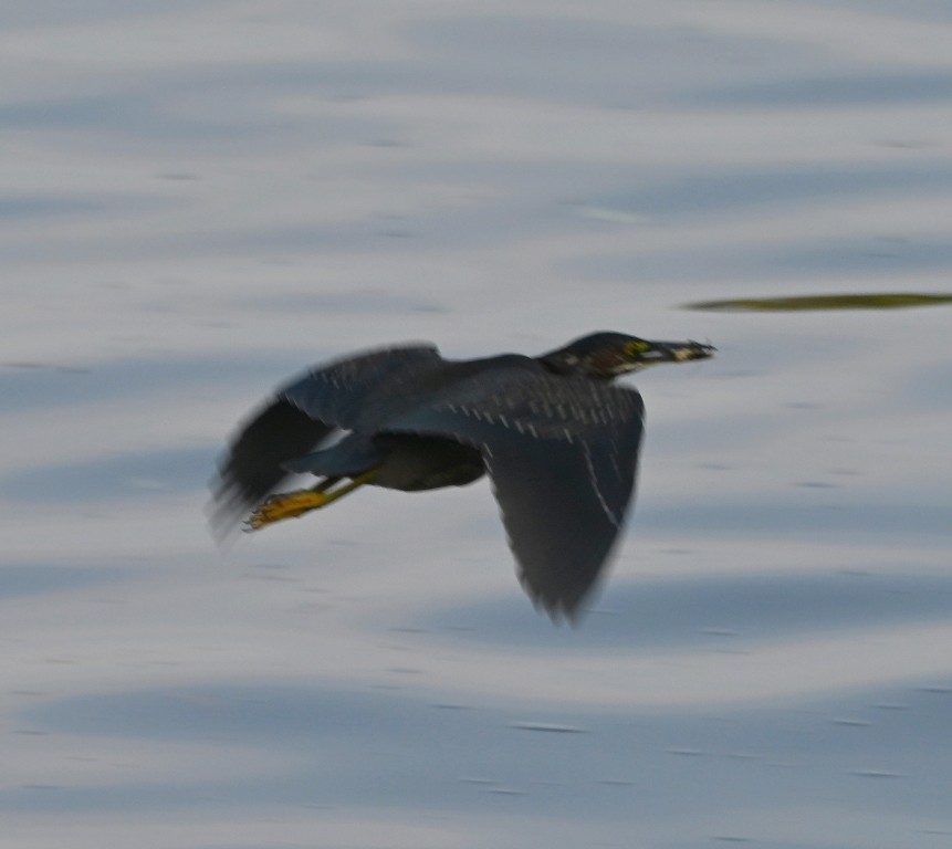 Green Heron - ML642312152