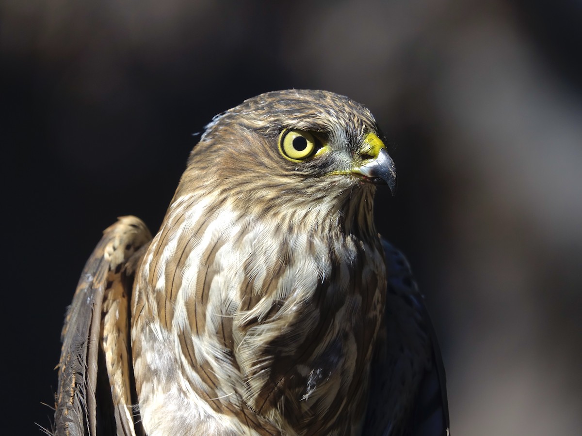 Sharp-shinned Hawk - ML642312153