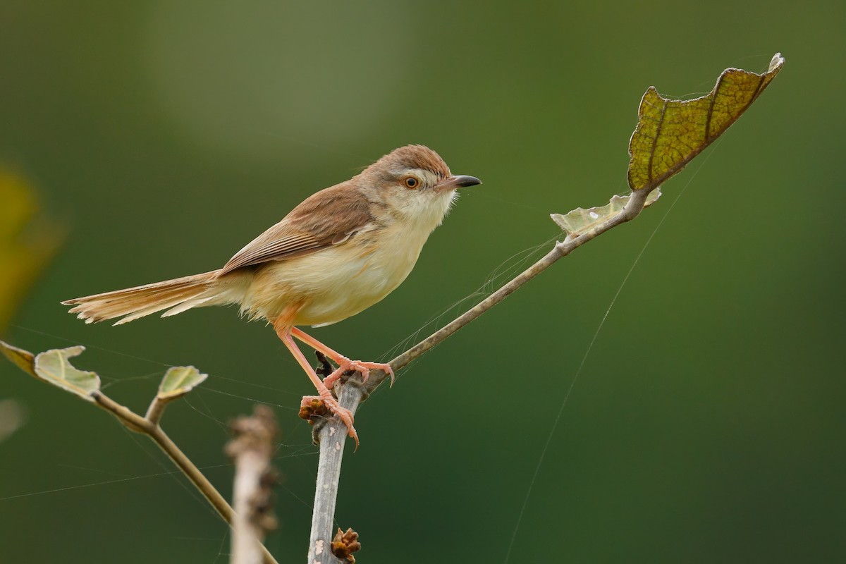 Plain Prinia - ML642312155