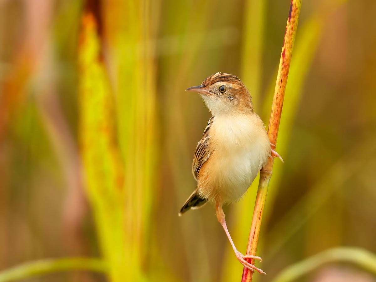 Zitting Cisticola - ML642312156
