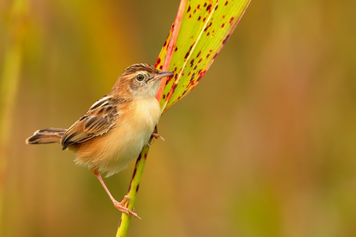 Zitting Cisticola - ML642312157