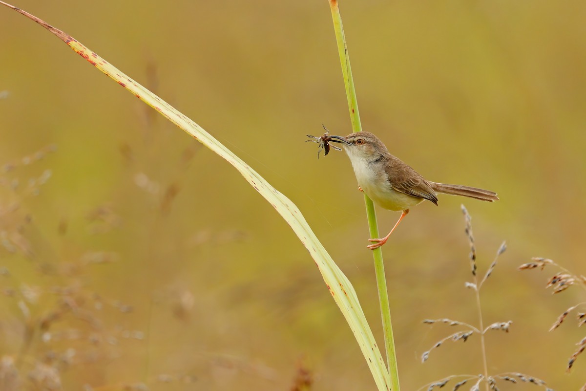 Plain Prinia - ML642312158