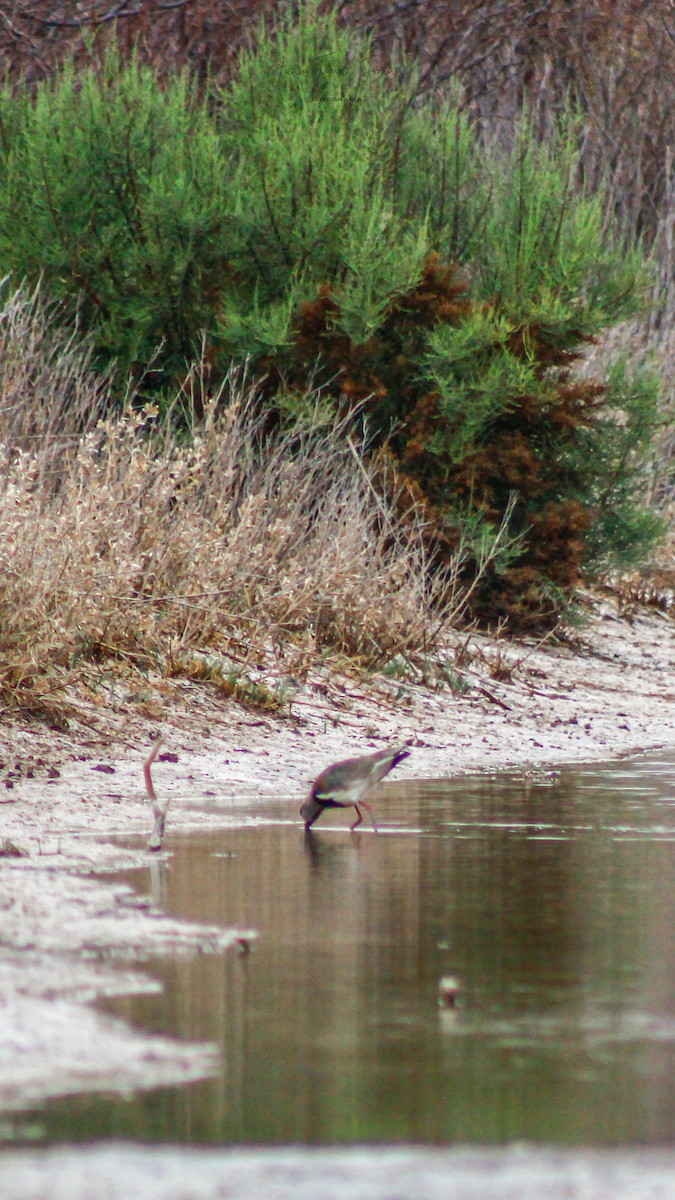 Southern Lapwing - ML642312160