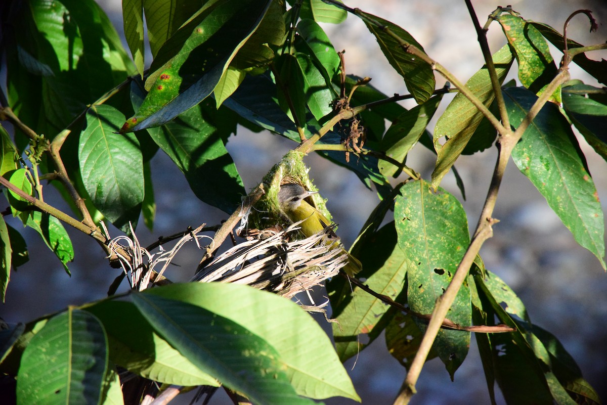 Chivi Vireo - ML642312161