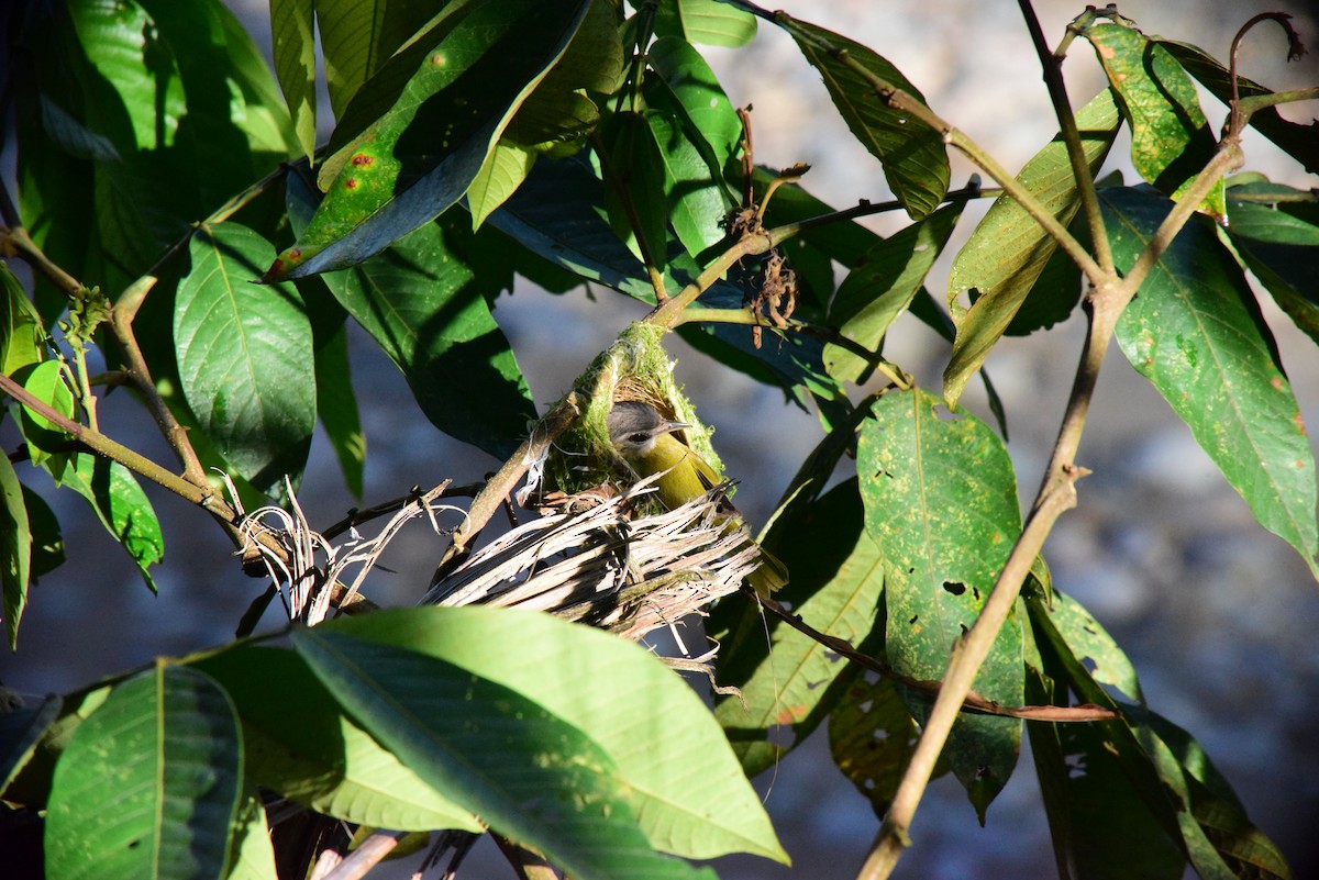 Chivi Vireo - ML642312162