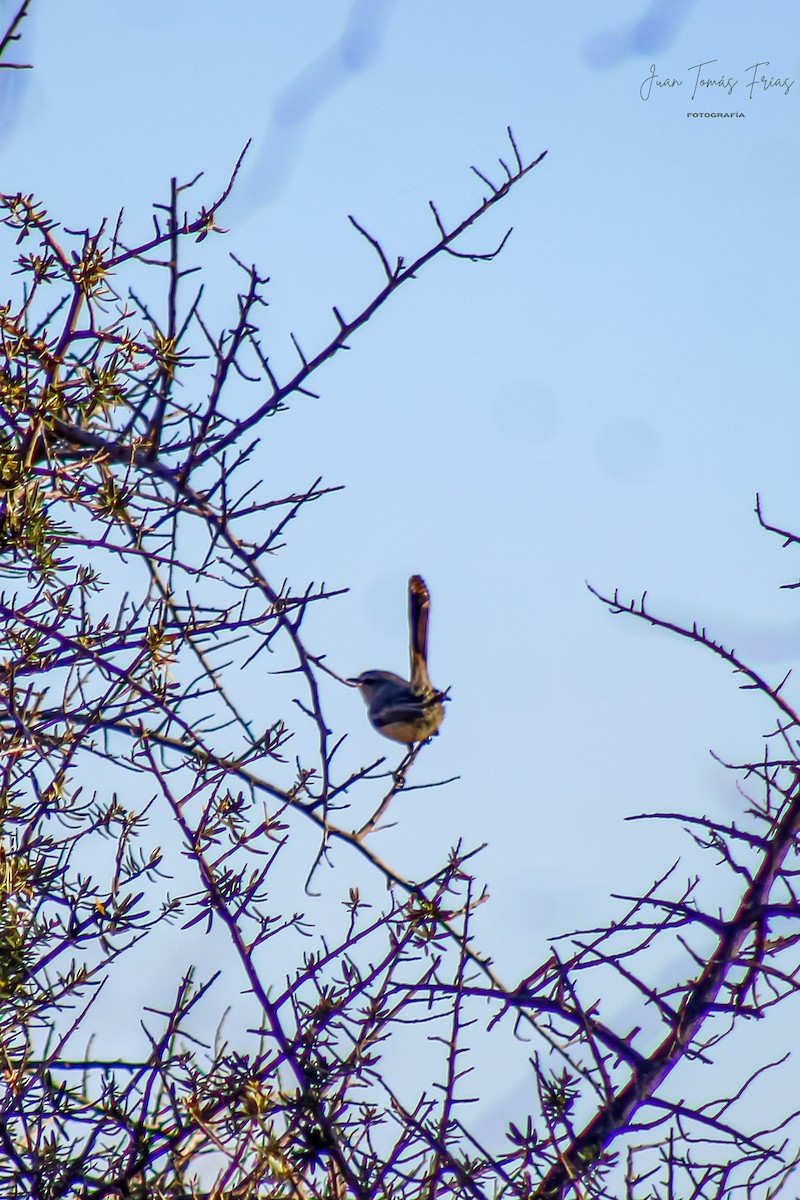 Greater Wagtail-Tyrant - ML642312163