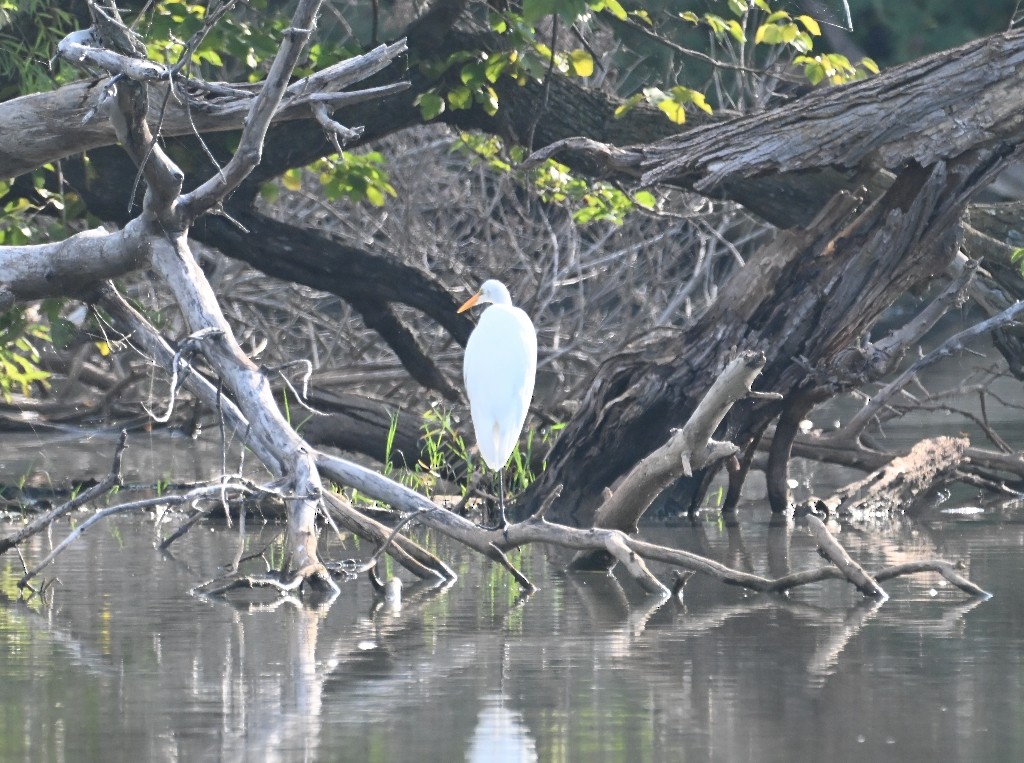 Great Egret - ML642312164