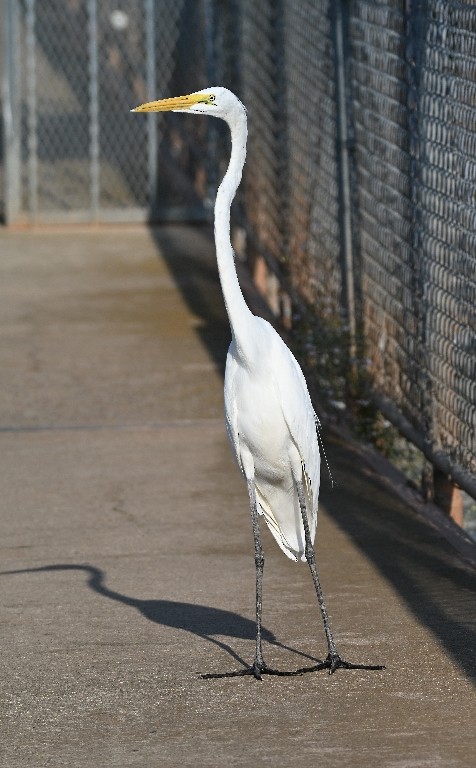 Great Egret - ML642312165