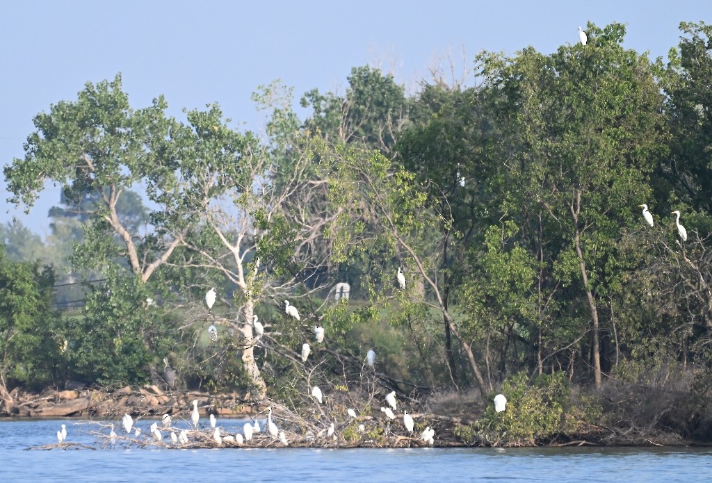 Great Egret - ML642312166