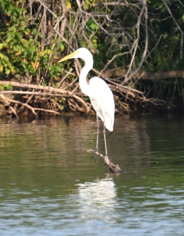 Great Egret - ML642312167