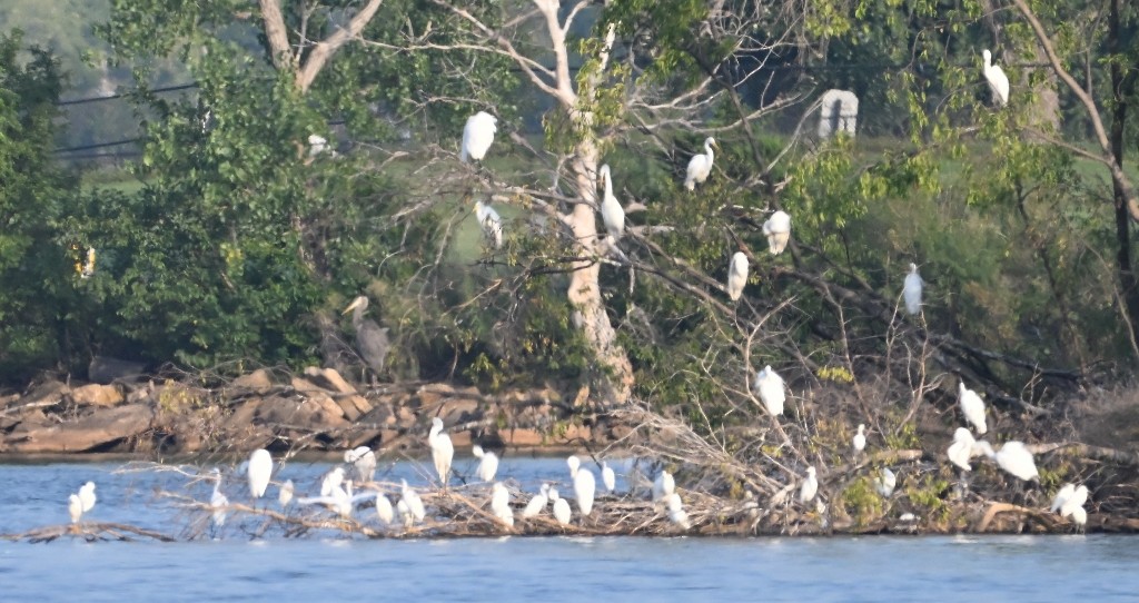 Great Egret - ML642312168