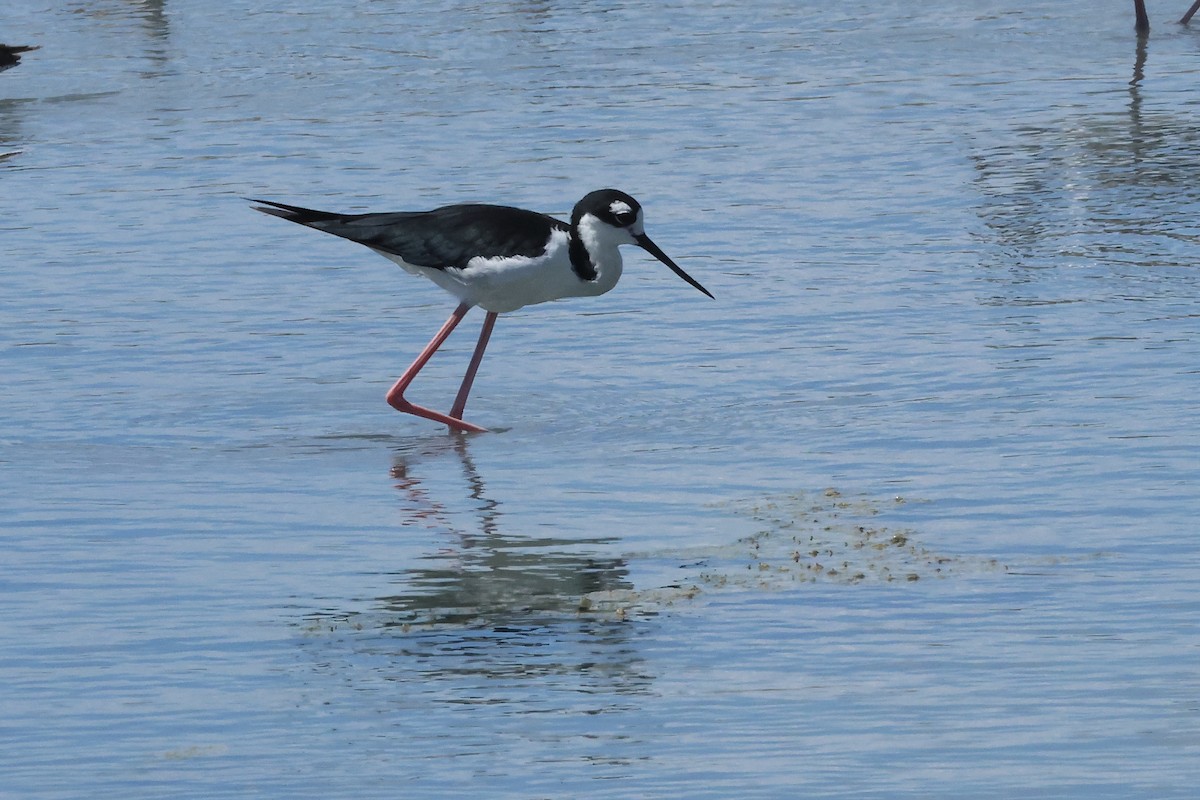 Black-necked Stilt - ML642312170