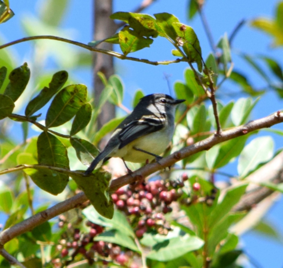 White-crested Tyrannulet - ML642312177