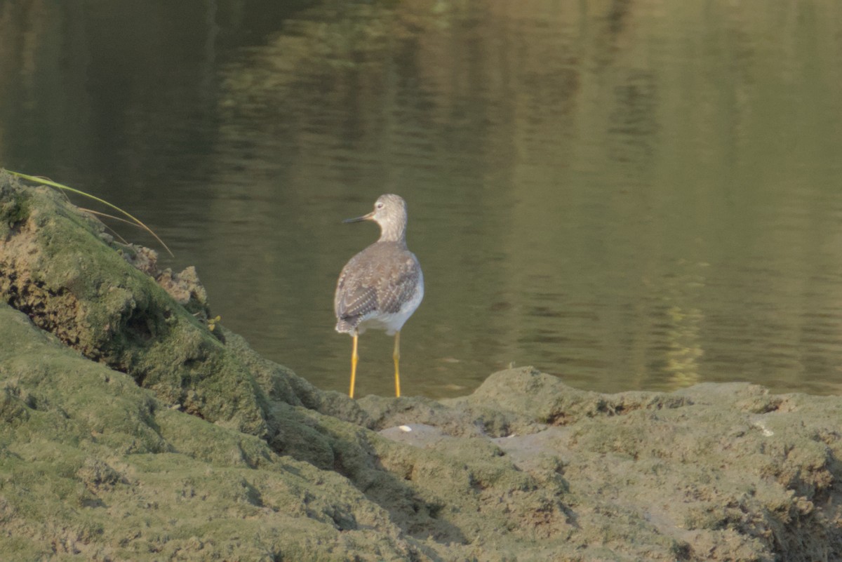 Greater Yellowlegs - ML642312178