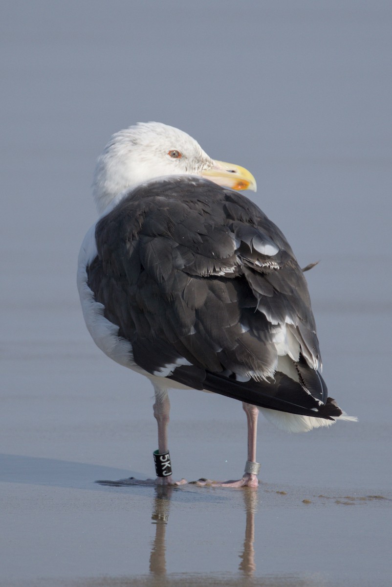 Great Black-backed Gull - ML642312193