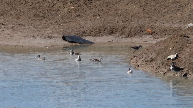 Phalarope de Wilson - ML642312194