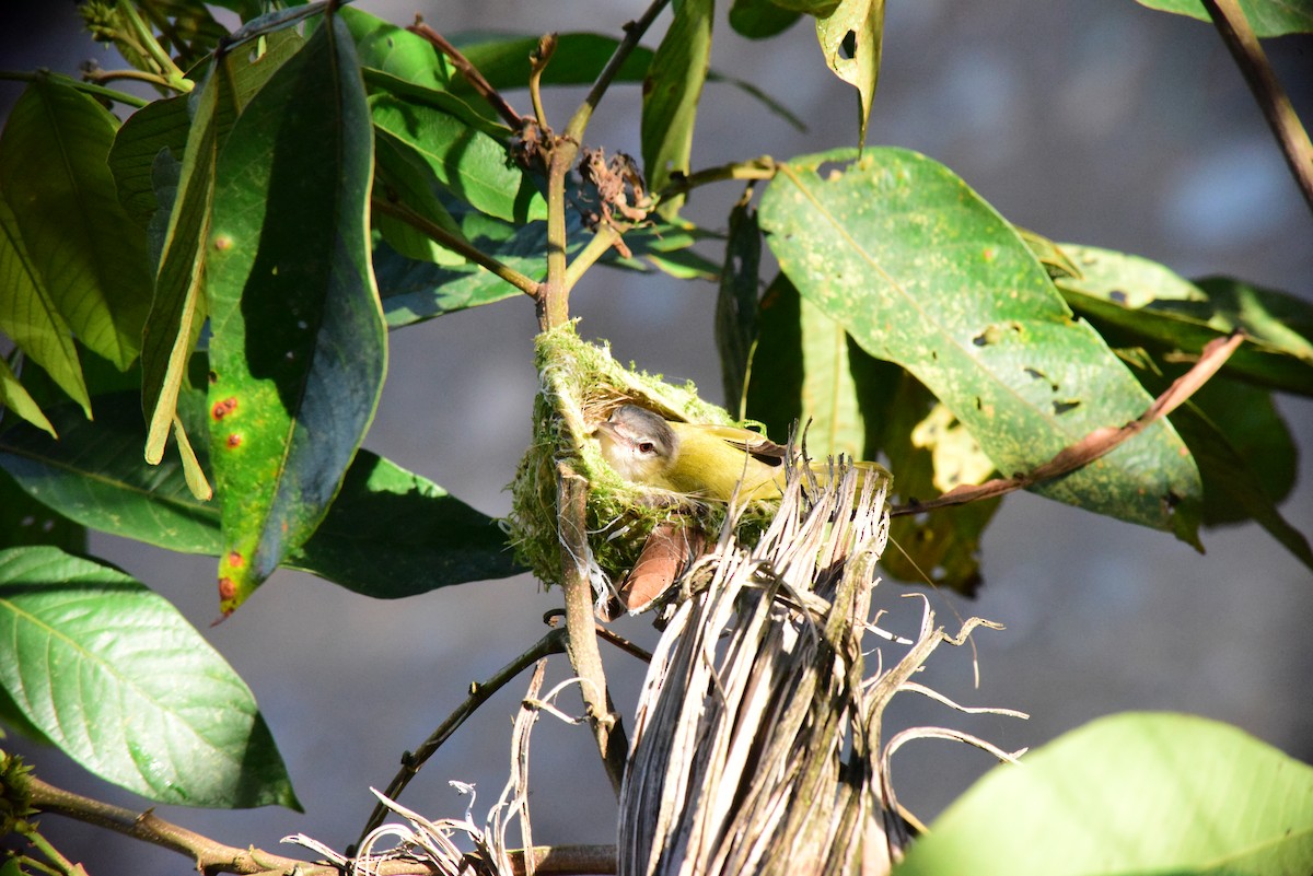 Chivi Vireo - ML642312196