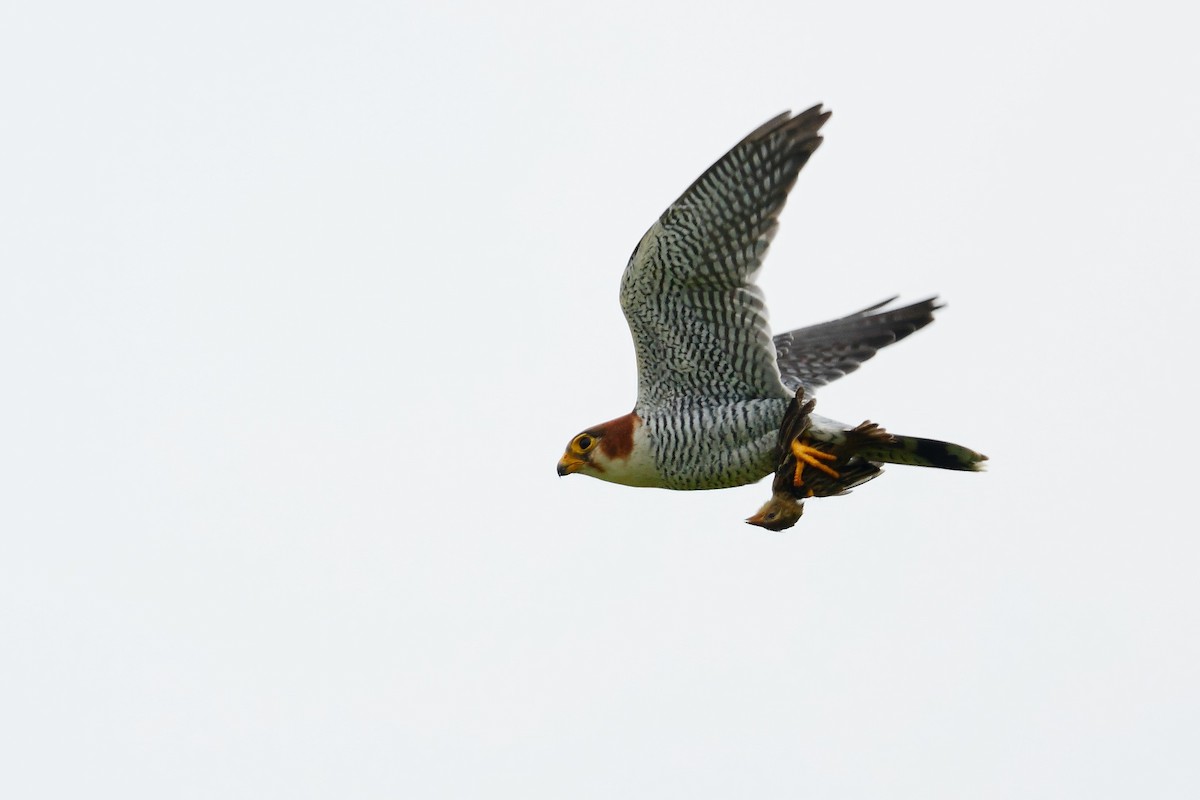Red-necked Falcon - ML642312197