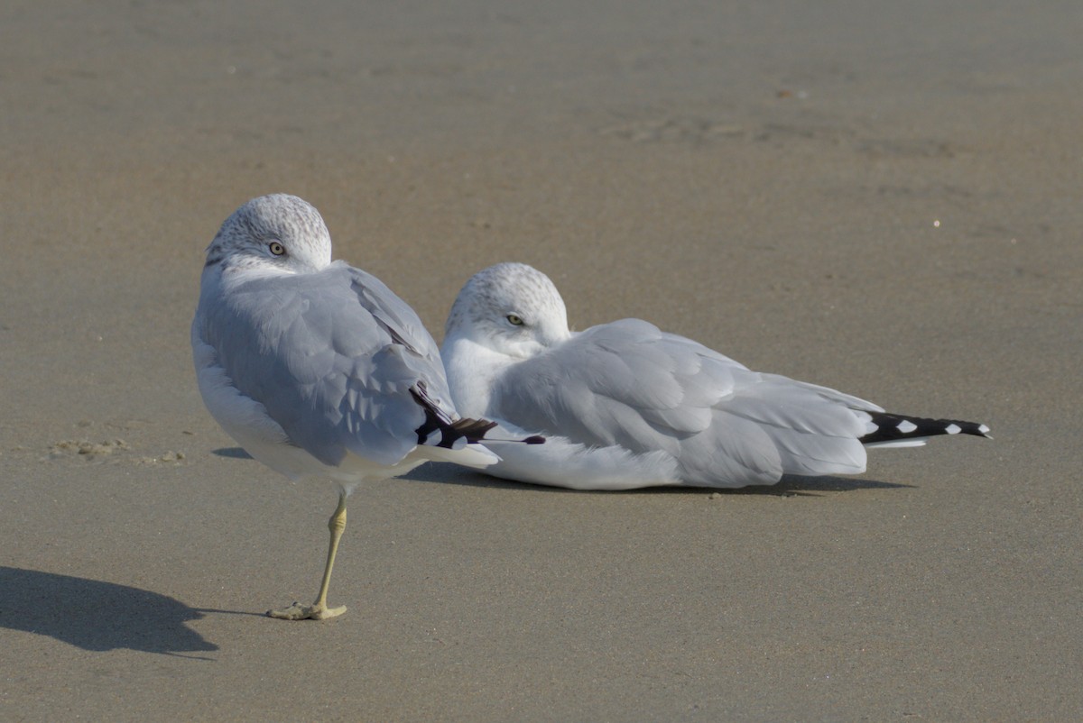 Ring-billed Gull - ML642312198