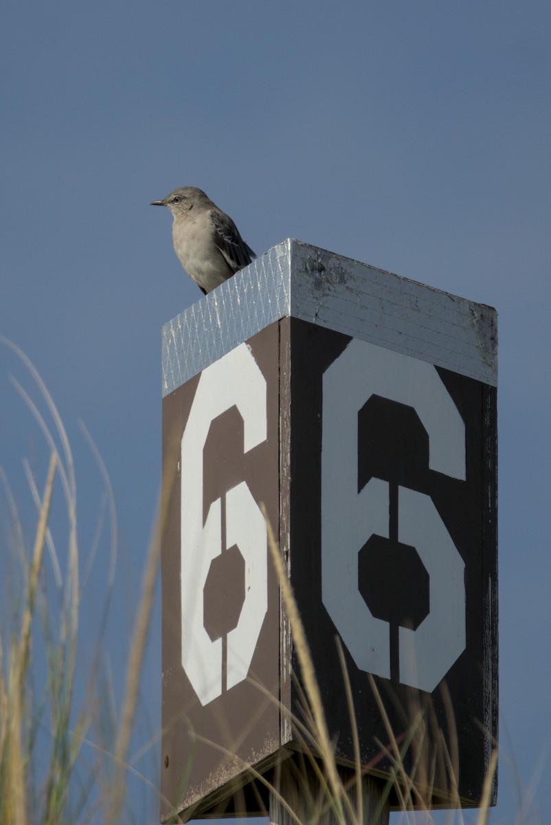 Northern Mockingbird - ML642312199