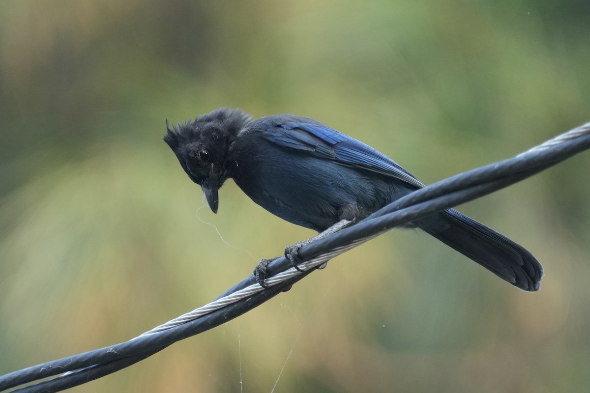 Steller's Jay - ML642312200