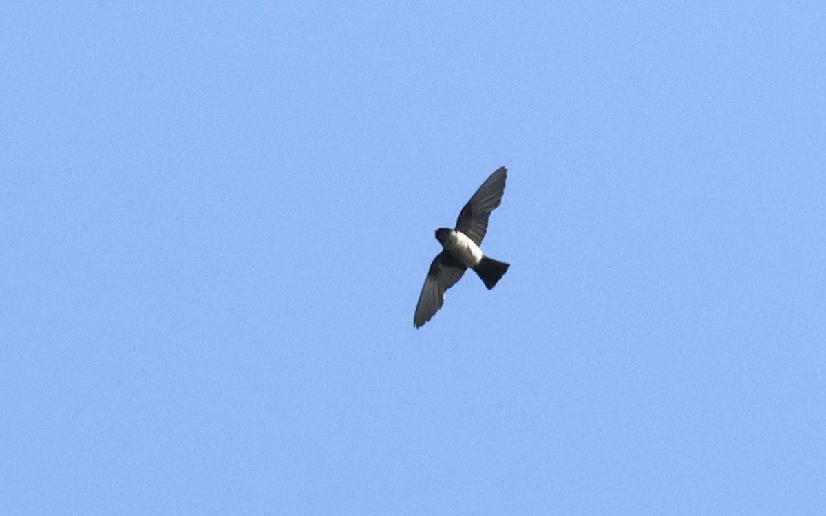 Nepal House-Martin - ML642312202