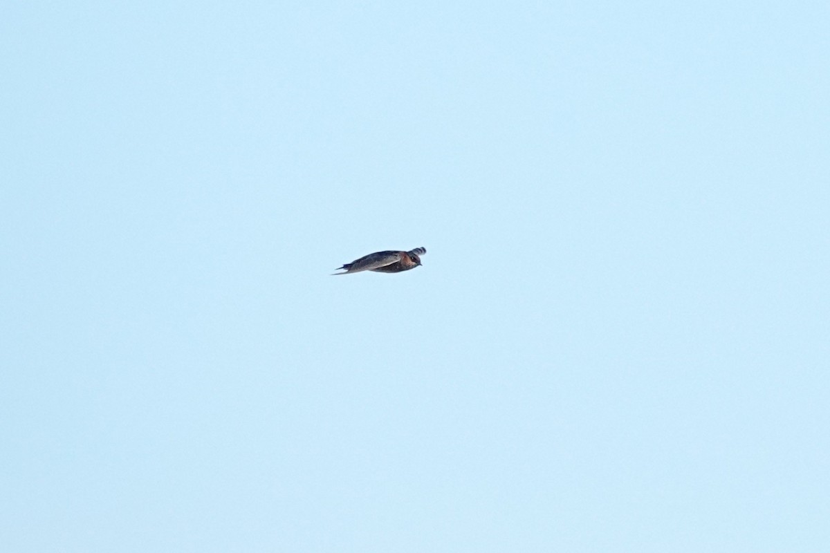 Cave Swallow - ML642312204