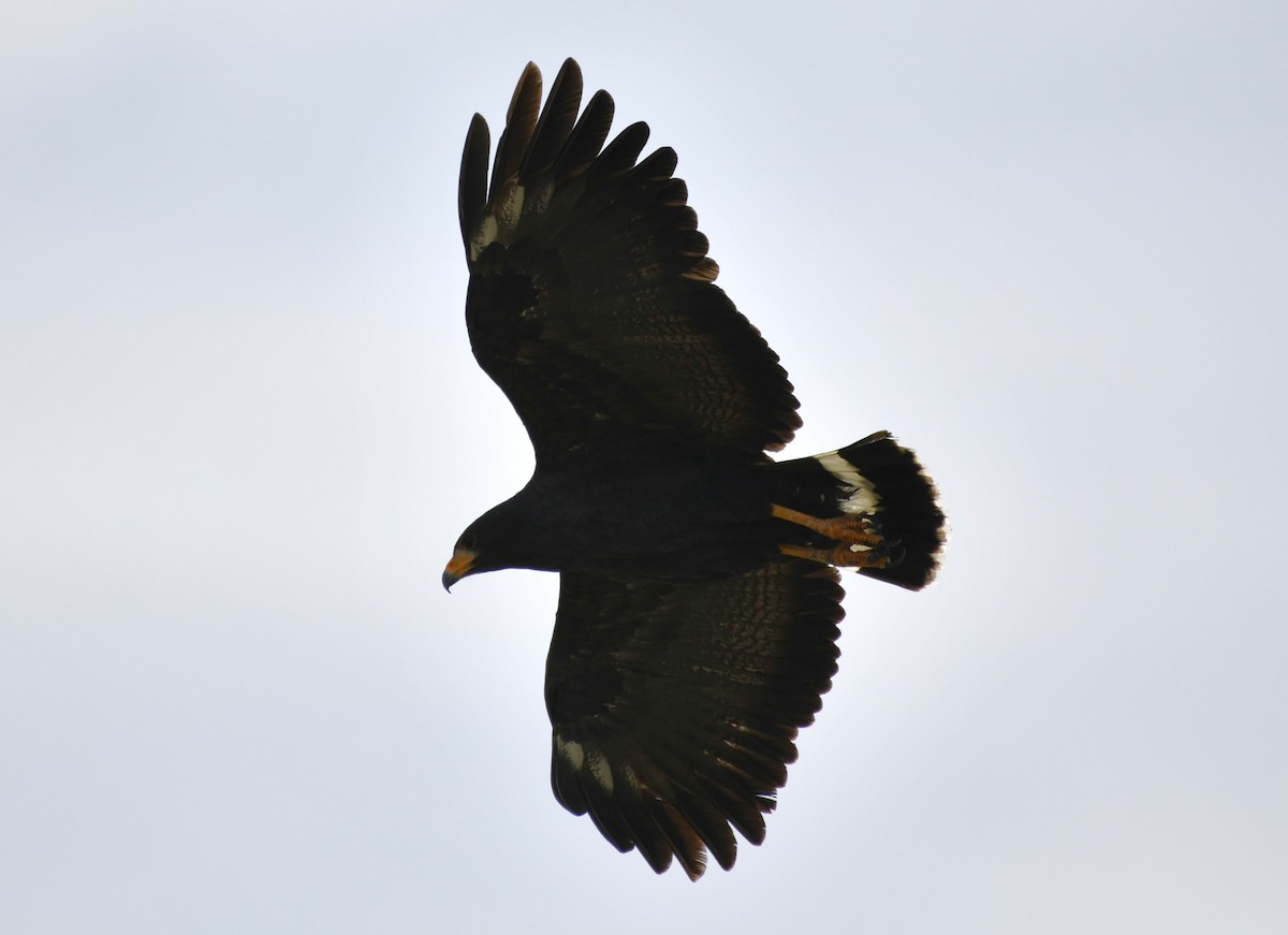 Common Black Hawk - ML642312205