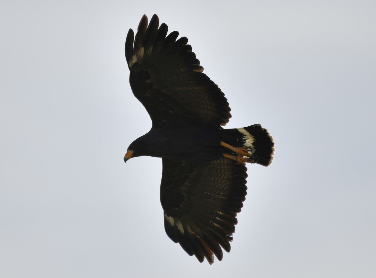 Common Black Hawk - ML642312206