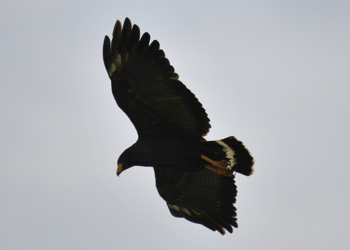 Common Black Hawk - ML642312207