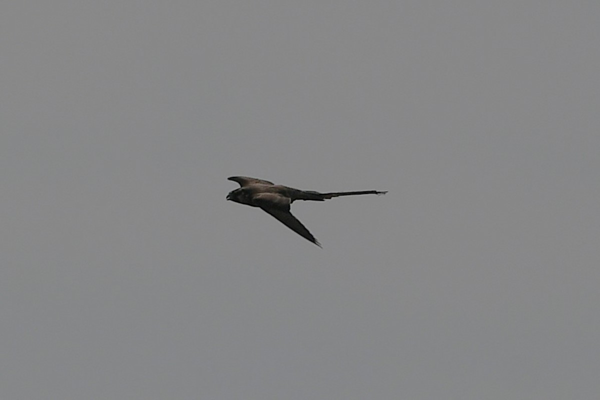 Peregrine Falcon - ML642312211