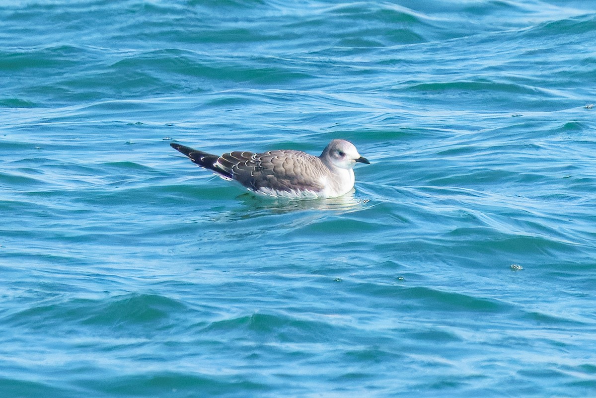 Sabine's Gull - ML642312214